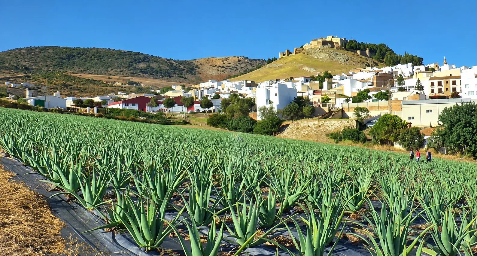 Nuestros cultivos de aloe vera al aire libre