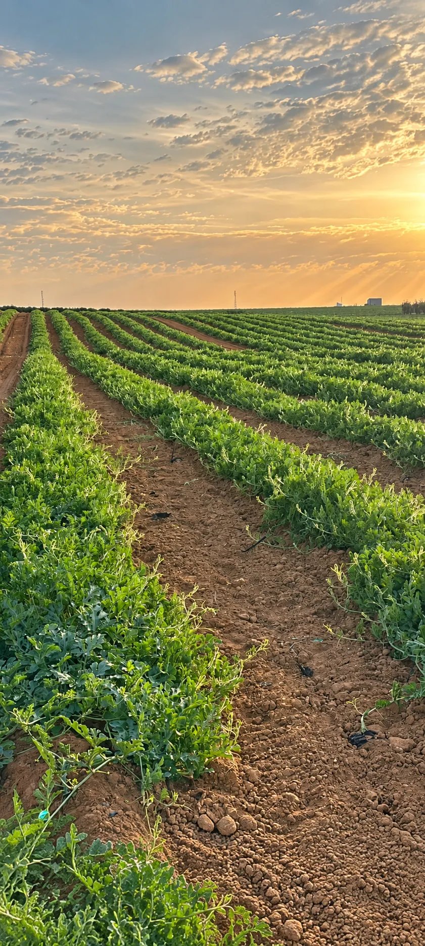 Campo de sandía al aire libre