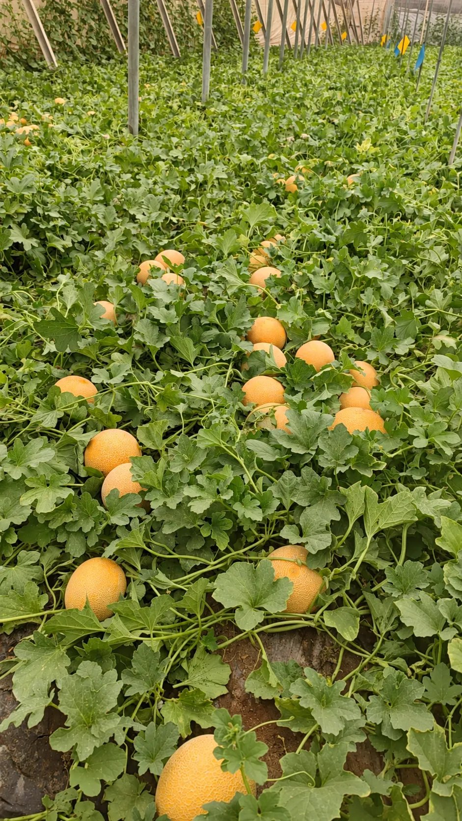 Melones en nuestro invernadero