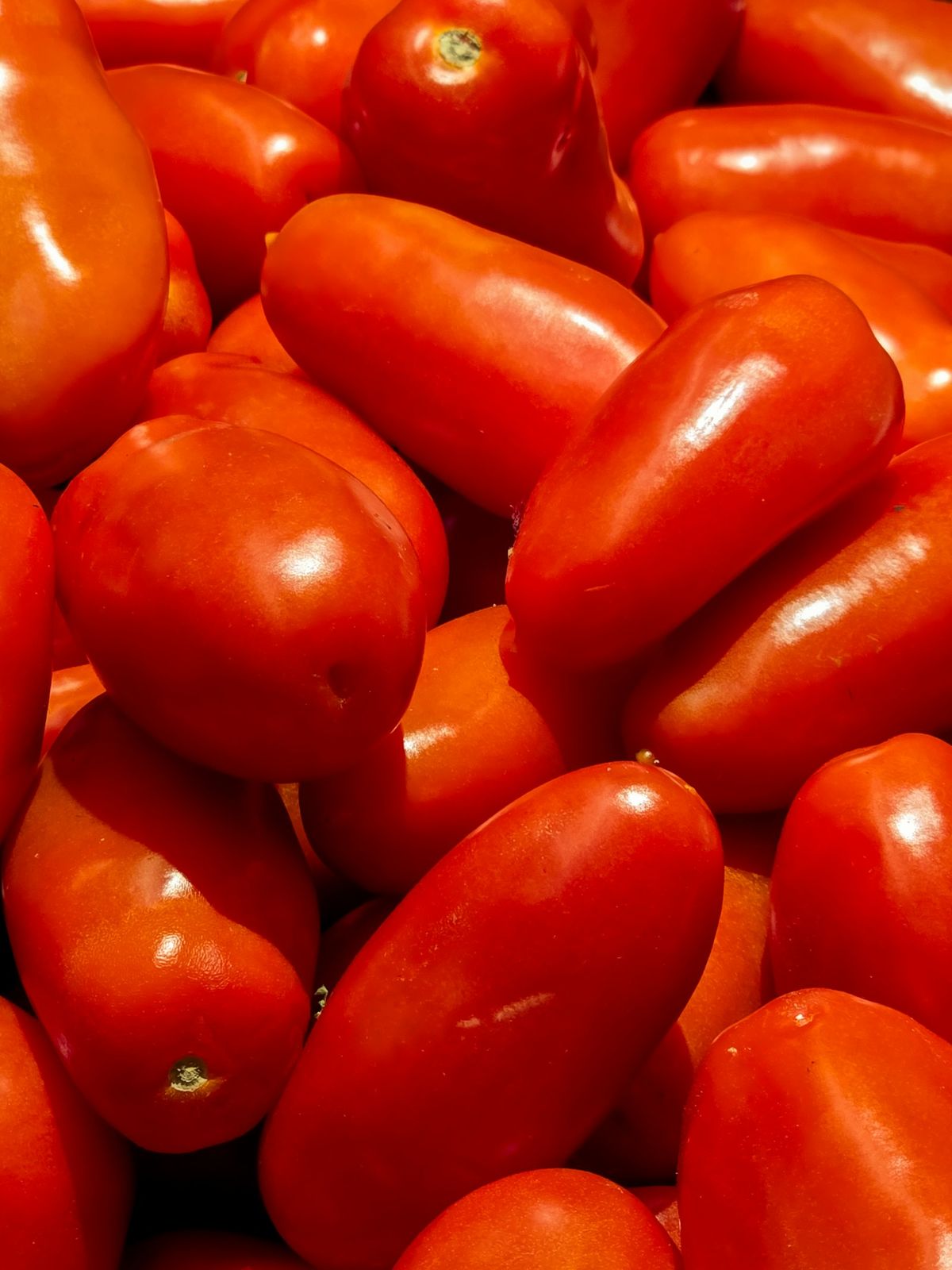 Tomate Pera