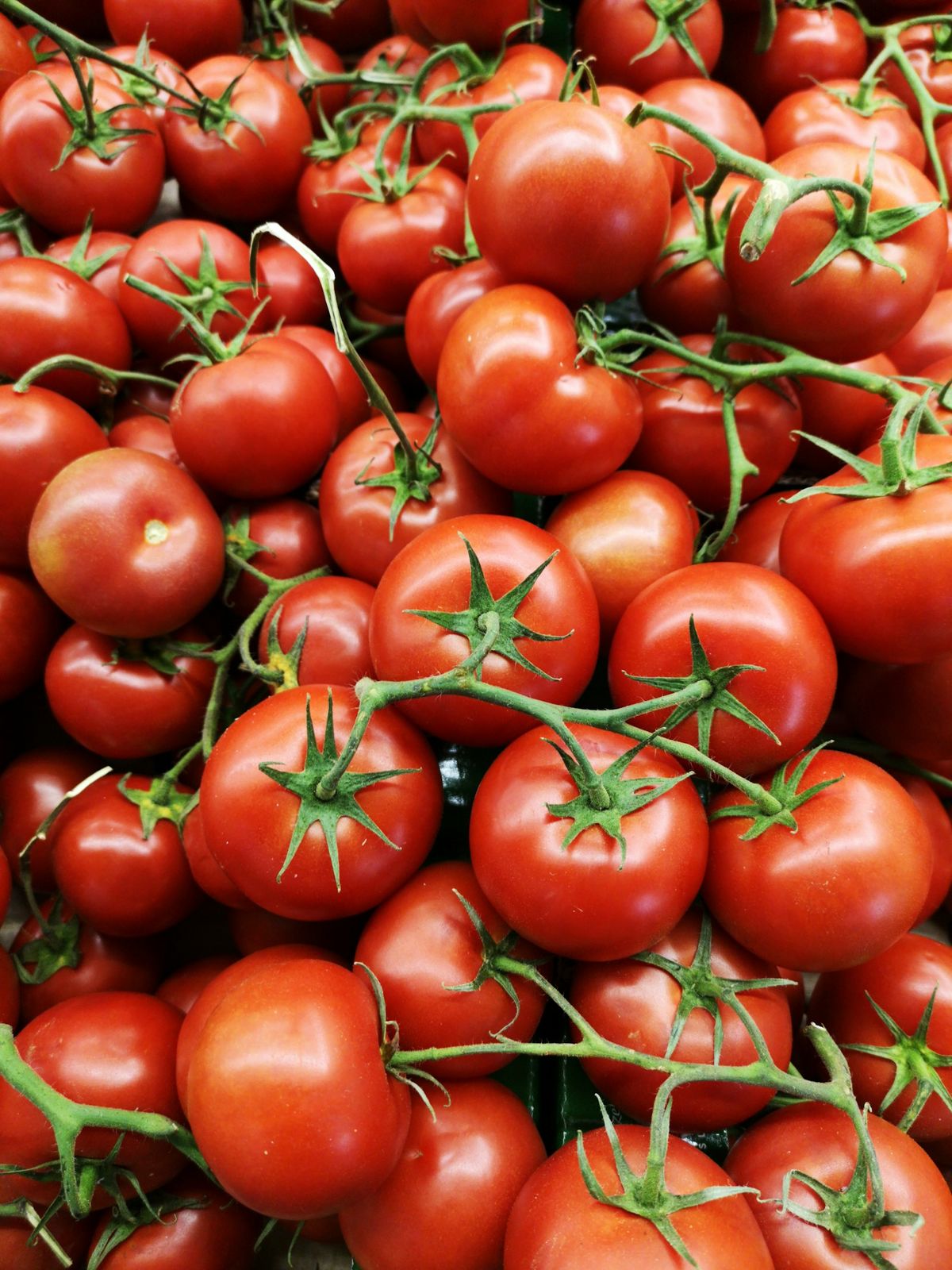 Tomate Rama