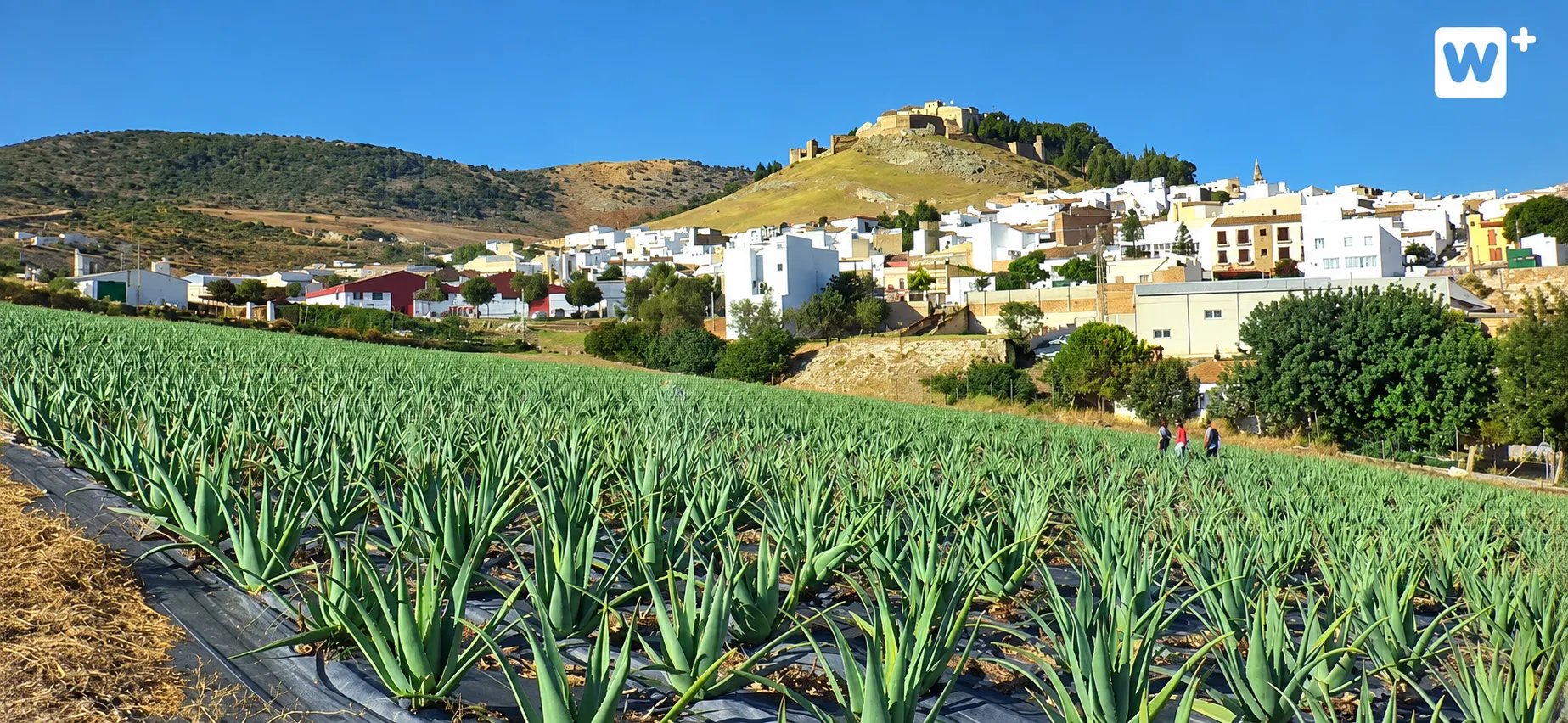 Cultivo al aire libre junto al pueblo